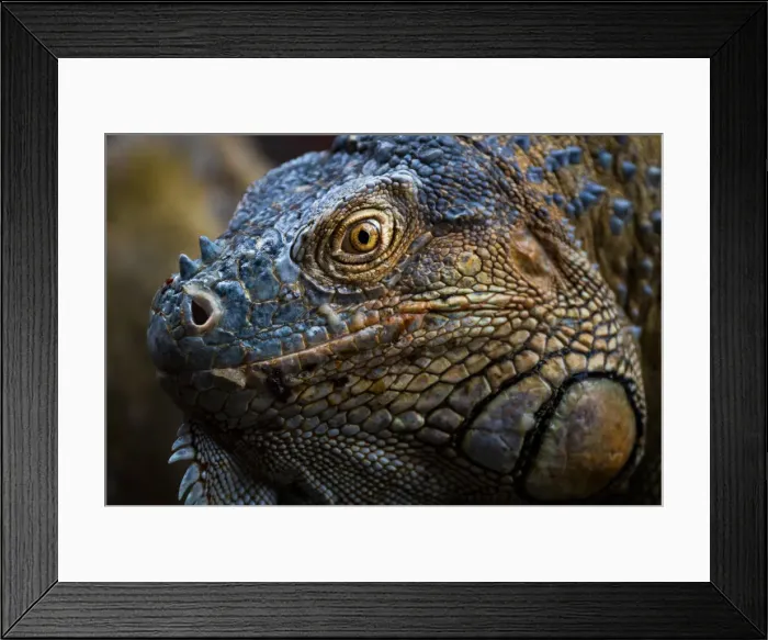 Framed Print : Green iguana (Iguana iguana) near La Fortuna, Arenal, Alajuela Province, Costa Rica Framed Print : Green iguana (Iguana iguana) near La Fortuna, Arenal, Alajuela Province, Costa Rica