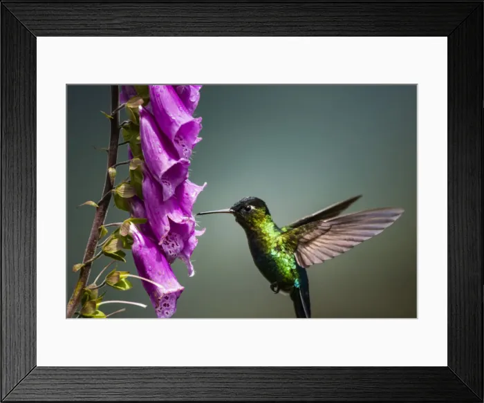 Framed Print : Fiery-throated Hummingbird (Panterpe insignis), San Gerardo de Dota, San Jose Province Framed Print : Fiery-throated Hummingbird (Panterpe insignis), San Gerardo de Dota, San Jose Province
