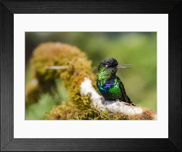 Framed Print : Fiery-throated Hummingbird (Panterpe insignis), San Gerardo de Dota, San Jose Province Framed Print : Fiery-throated Hummingbird (Panterpe insignis), San Gerardo de Dota, San Jose Province