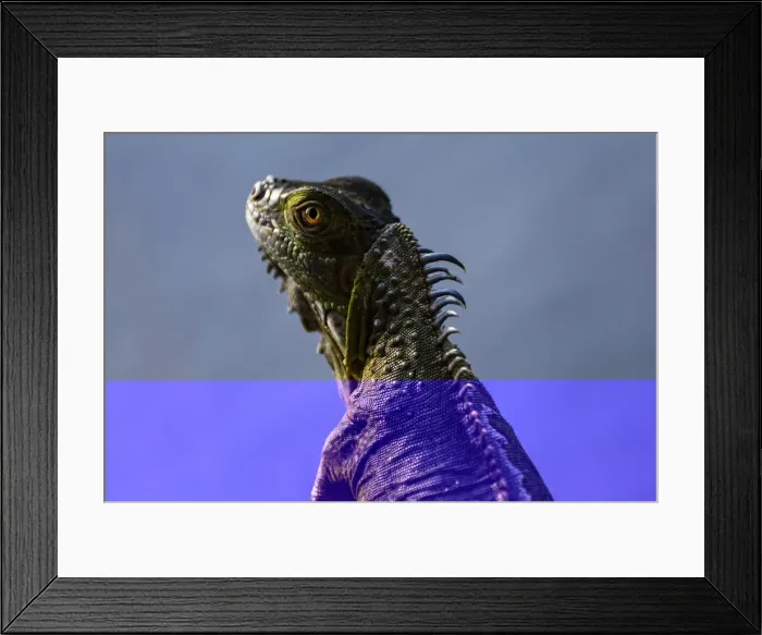 Framed Print : Green Iguana (Iguana Iguana), Boca Tapada, Alajuela Province, Costa Rica, Central America Framed Print : Green Iguana (Iguana Iguana), Boca Tapada, Alajuela Province, Costa Rica, Central America