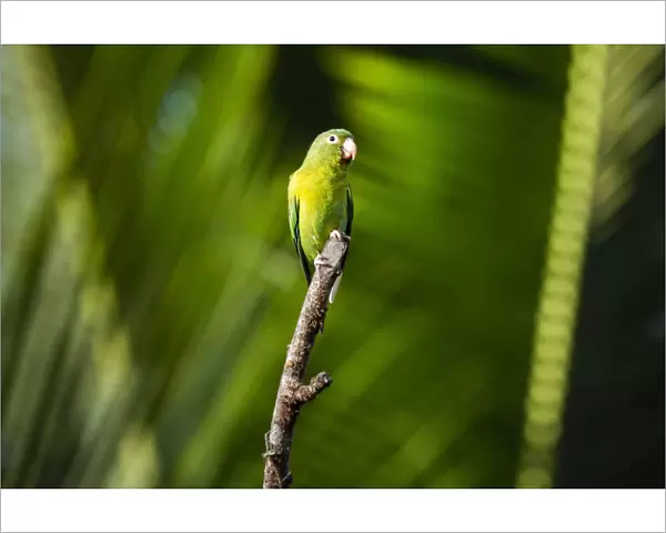 Orange Chinned Parakeet (Brotogeris Jugularis), Boca Tapada, Alajuela Province, Costa