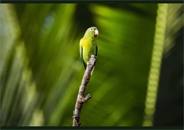 Orange Chinned Parakeet (Brotogeris Jugularis), Boca Tapada, Alajuela Province, Costa