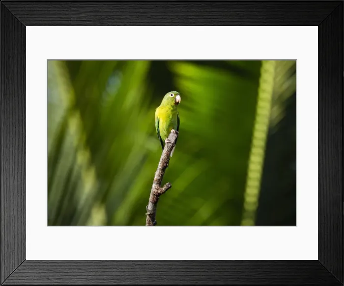Framed Print : Orange Chinned Parakeet (Brotogeris Jugularis), Boca Tapada, Alajuela Province, Costa Framed Print : Orange Chinned Parakeet (Brotogeris Jugularis), Boca Tapada, Alajuela Province, Costa
