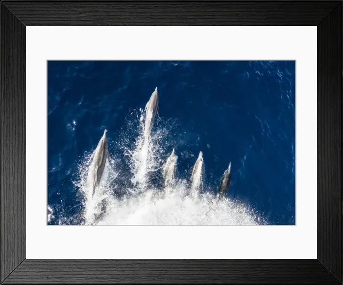 Framed Print : Long-beaked common dolphins (Delphinus capensis), bow-riding off Magdalena Island Framed Print : Long-beaked common dolphins (Delphinus capensis), bow-riding off Magdalena Island