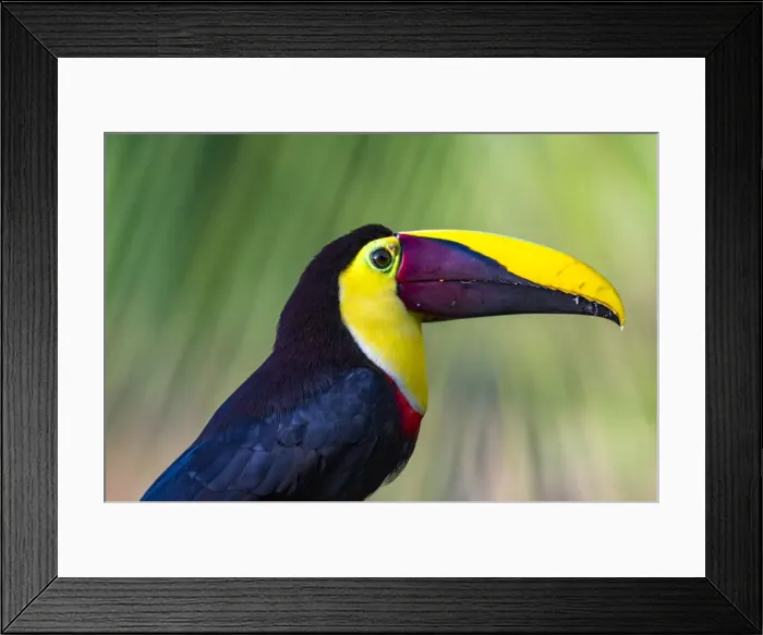 Framed Print : Chestnut-mandibled Toucan or Swainsons Toucan (Ramphastos ambiguus swainsonii), Boca Framed Print : Chestnut-mandibled Toucan or Swainsons Toucan (Ramphastos ambiguus swainsonii), Boca