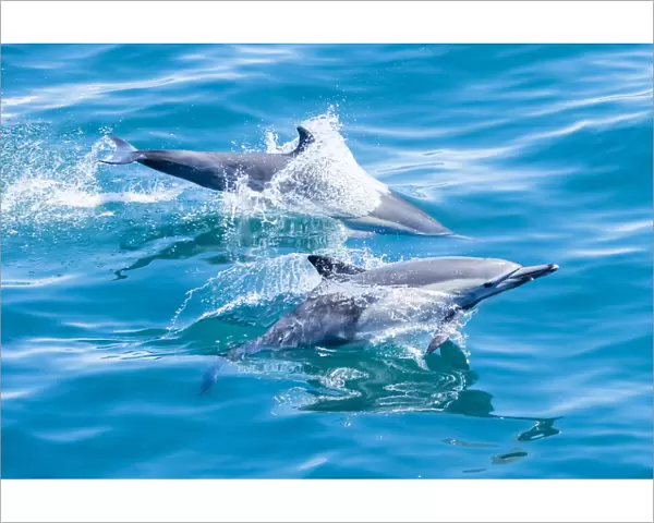 Long-beaked common dolphins (Delphinus capensis), off Isla San Marcos, Baja California