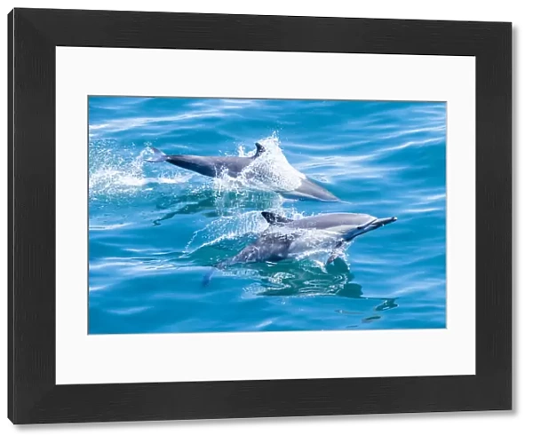 Long-beaked common dolphins (Delphinus capensis), off Isla San Marcos, Baja California
