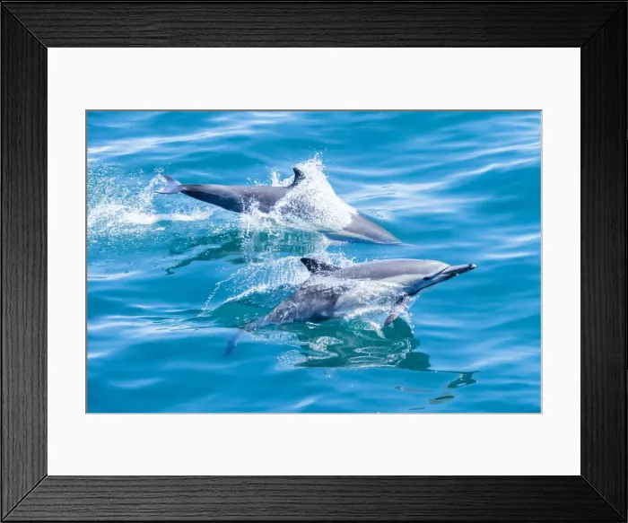 Framed Print : Long-beaked common dolphins (Delphinus capensis), off Isla San Marcos, Baja California