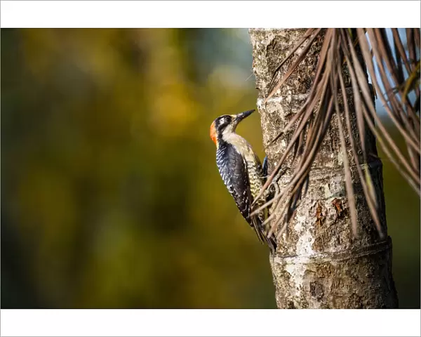 Black cheeked Woodpecker (Melanerpes Pucherani), Boca Tapada, Alajuela Province, Costa