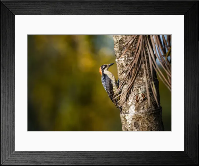 Framed Print : Black cheeked Woodpecker (Melanerpes Pucherani), Boca Tapada, Alajuela Province, Costa