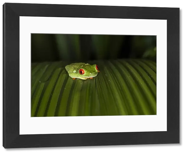Red-Eyed Tree Frog (Agalychnis callidryas), Boca Tapada, Alajuela Province, Costa Rica