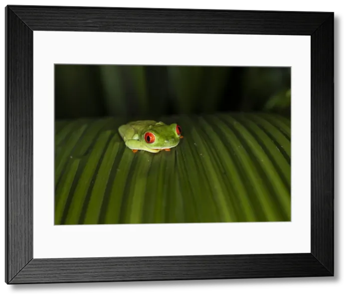 Framed Print : Red-Eyed Tree Frog (Agalychnis callidryas), Boca Tapada, Alajuela Province, Costa Rica Framed Print : Red-Eyed Tree Frog (Agalychnis callidryas), Boca Tapada, Alajuela Province, Costa Rica