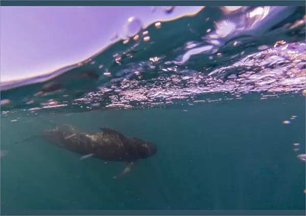 Short-finned pilot whale (Globicephala macrorhynchus), underwater off Isla San Marcos