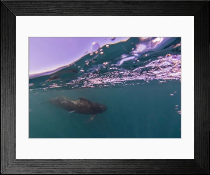Framed Print : Short-finned pilot whale (Globicephala macrorhynchus), underwater off Isla San Marcos Framed Print : Short-finned pilot whale (Globicephala macrorhynchus), underwater off Isla San Marcos