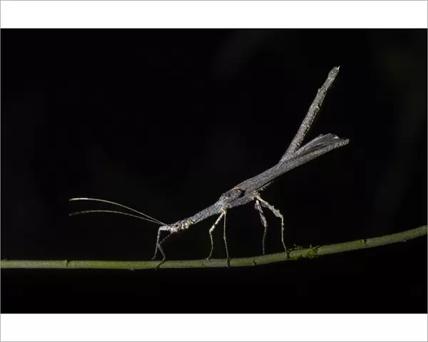 Stick Insect (Phasmatodea) (Walking Stick Insect), Boca Tapada, Alajuela Province