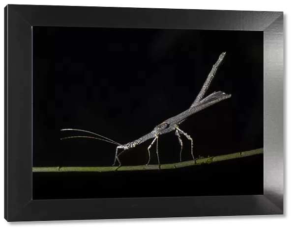 Stick Insect (Phasmatodea) (Walking Stick Insect), Boca Tapada, Alajuela Province