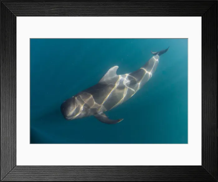 Framed Print : Short-finned pilot whale (Globicephala macrorhynchus), underwater off Isla San Marcos Framed Print : Short-finned pilot whale (Globicephala macrorhynchus), underwater off Isla San Marcos