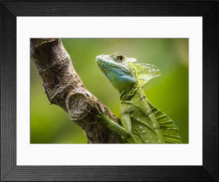 Framed Print : Green Plumed Basilisk Lizard (Basiliscus plumifrons), Boca Tapada, Alajuela Province Framed Print : Green Plumed Basilisk Lizard (Basiliscus plumifrons), Boca Tapada, Alajuela Province