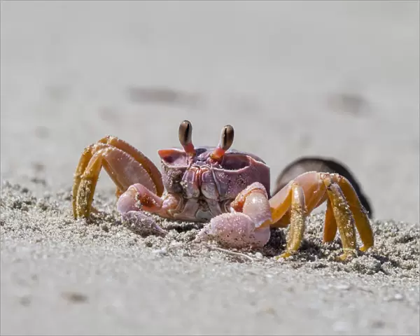 Ghost crab (Ocypode spp), near burrow on Sand Dollar Beach, Magdalena Island, Baja