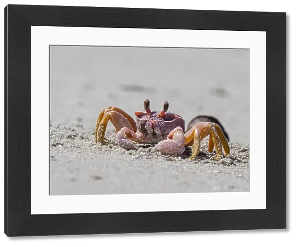 Ghost crab (Ocypode spp), near burrow on Sand Dollar Beach, Magdalena Island, Baja