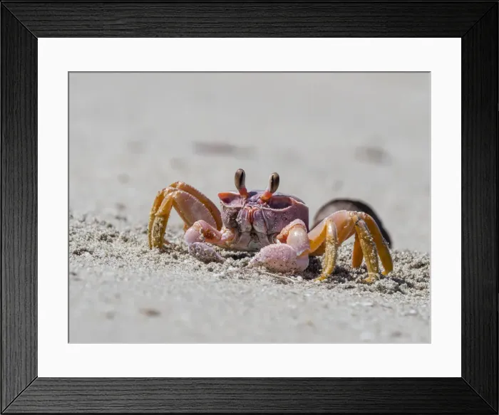 Framed Print : Ghost crab (Ocypode spp), near burrow on Sand Dollar Beach, Magdalena Island, Baja Framed Print : Ghost crab (Ocypode spp), near burrow on Sand Dollar Beach, Magdalena Island, Baja