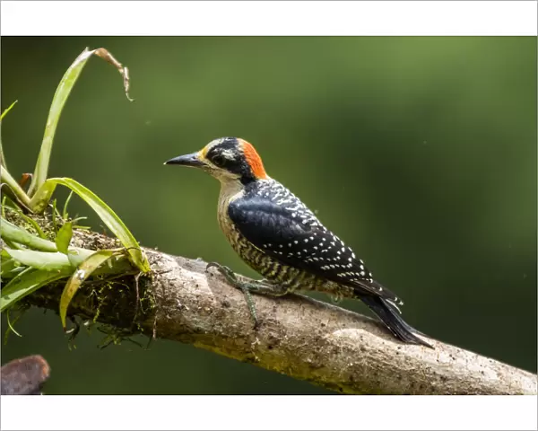 Black-cheeked Woodpecker (Melanerpes pucherani), Boca Tapada, Alajuela Province, Costa