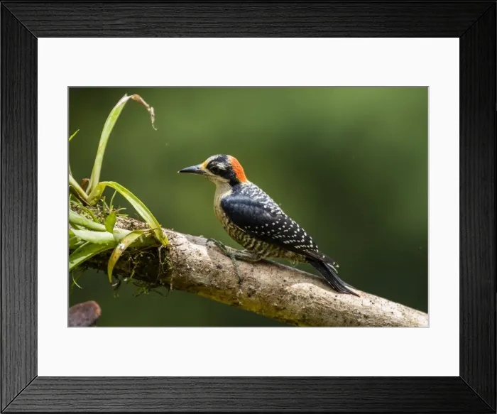 Framed Print : Black-cheeked Woodpecker (Melanerpes pucherani), Boca Tapada, Alajuela Province, Costa