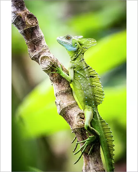 Green Plumed Basilisk Lizard (Basiliscus plumifrons), Boca Tapada, Alajuela Province