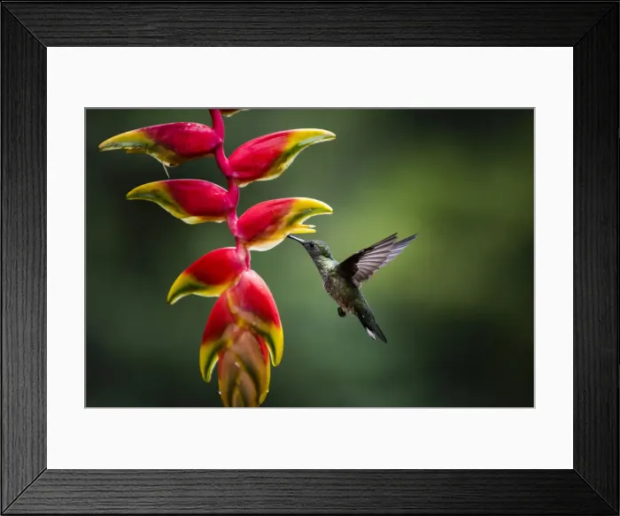 Framed Print : White-necked Jacobin (Florisuga mellivora) (Collared Hummingbird), Boca Tapada, Alajuela Framed Print : White-necked Jacobin (Florisuga mellivora) (Collared Hummingbird), Boca Tapada, Alajuela