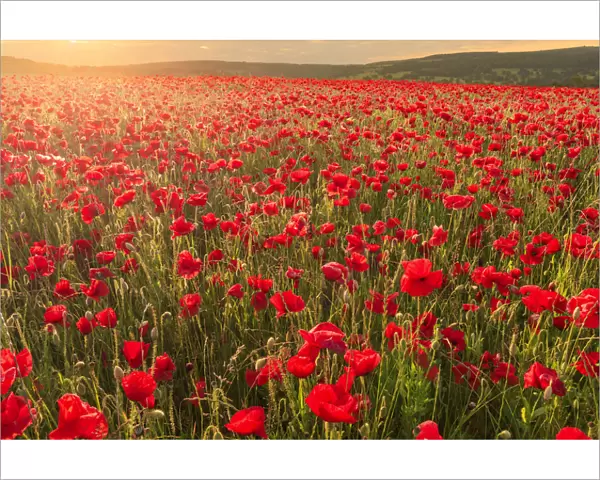 Red poppies, backlit field at sunrise, beautiful wild flowers, Peak District National