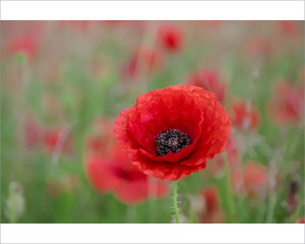 Red poppy, beautiful wild flower portrait, soft light, Peak District National Park