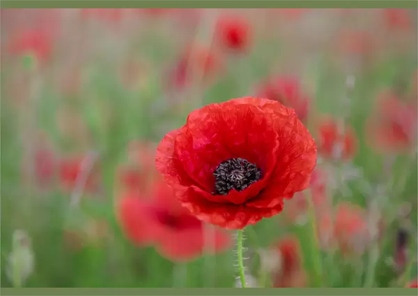 Red poppy, beautiful wild flower portrait, soft light, Peak District National Park