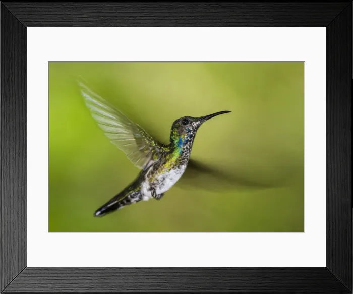 Framed Print : White-necked Jacobin (Florisuga mellivora) (Collared Hummingbird), Boca Tapada, Alajuela Framed Print : White-necked Jacobin (Florisuga mellivora) (Collared Hummingbird), Boca Tapada, Alajuela