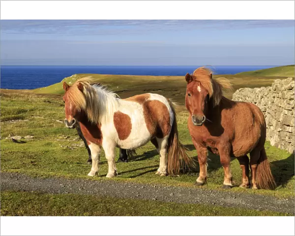 Windswept Shetland Ponies, a world famous unique and hardy breed, cliff tops of