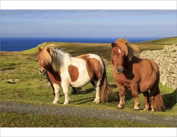 Windswept Shetland Ponies, a world famous unique and hardy breed, cliff tops of