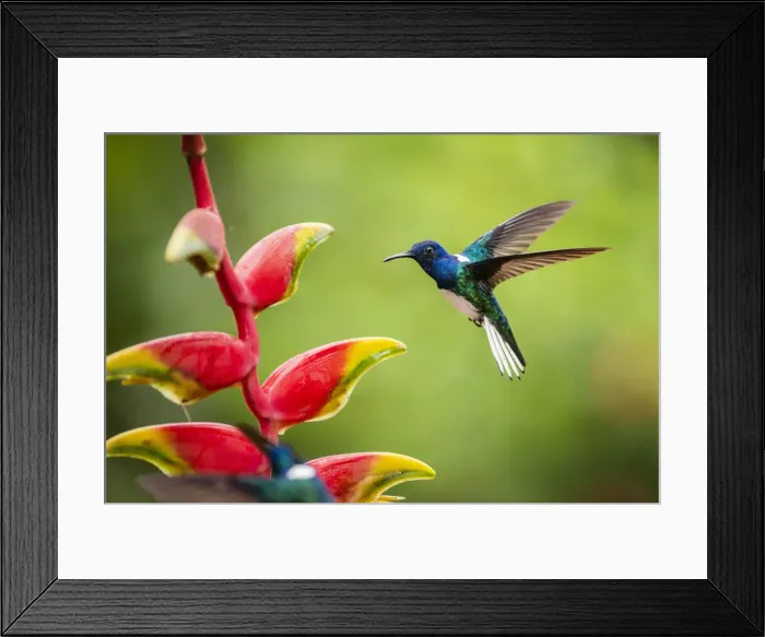 Framed Print : White-necked Jacobin (Florisuga mellivora) (Collared Hummingbird), Boca Tapada, Alajuela Framed Print : White-necked Jacobin (Florisuga mellivora) (Collared Hummingbird), Boca Tapada, Alajuela
