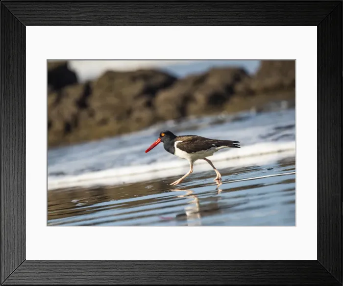Framed Print : American Oystercatcher (Haematopus palliatus), Playa Arco Beach, Uvita, Marino Ballena Framed Print : American Oystercatcher (Haematopus palliatus), Playa Arco Beach, Uvita, Marino Ballena