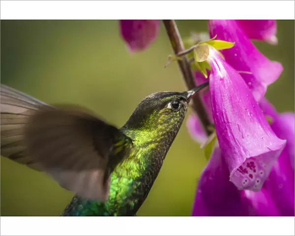 Fiery-throated Hummingbird (Panterpe insignis), San Gerardo de Dota, San Jose Province