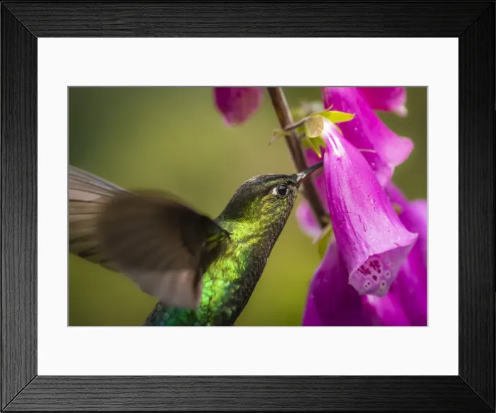 Framed Print : Fiery-throated Hummingbird (Panterpe insignis), San Gerardo de Dota, San Jose Province Framed Print : Fiery-throated Hummingbird (Panterpe insignis), San Gerardo de Dota, San Jose Province