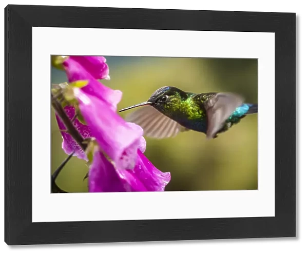 Fiery-throated Hummingbird (Panterpe insignis), San Gerardo de Dota, San Jose Province