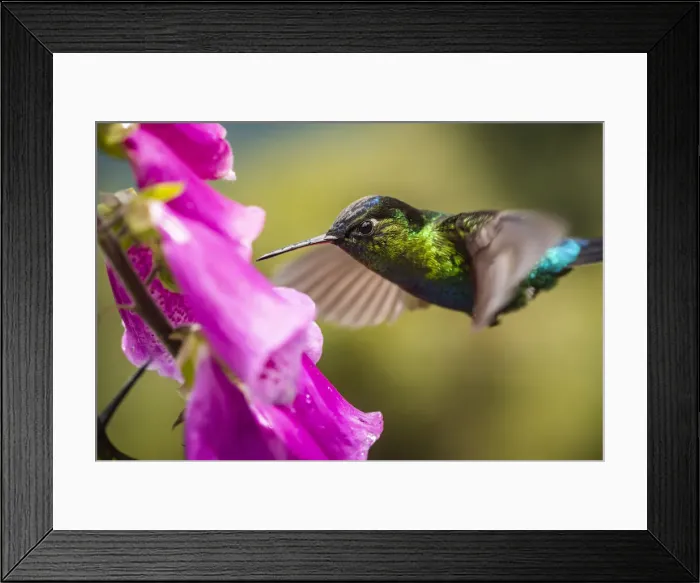 Framed Print : Fiery-throated Hummingbird (Panterpe insignis), San Gerardo de Dota, San Jose Province Framed Print : Fiery-throated Hummingbird (Panterpe insignis), San Gerardo de Dota, San Jose Province