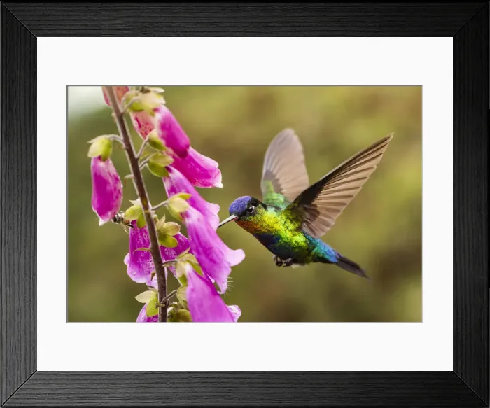 Framed Print : Fiery-throated Hummingbird (Panterpe insignis), San Gerardo de Dota, San Jose Province Framed Print : Fiery-throated Hummingbird (Panterpe insignis), San Gerardo de Dota, San Jose Province
