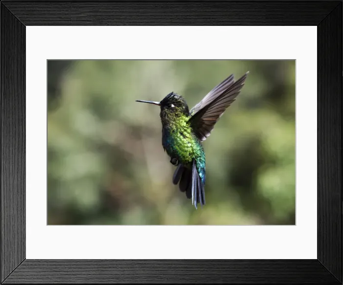Framed Print : Fiery-throated Hummingbird (Panterpe insignis), San Gerardo de Dota, San Jose Province Framed Print : Fiery-throated Hummingbird (Panterpe insignis), San Gerardo de Dota, San Jose Province