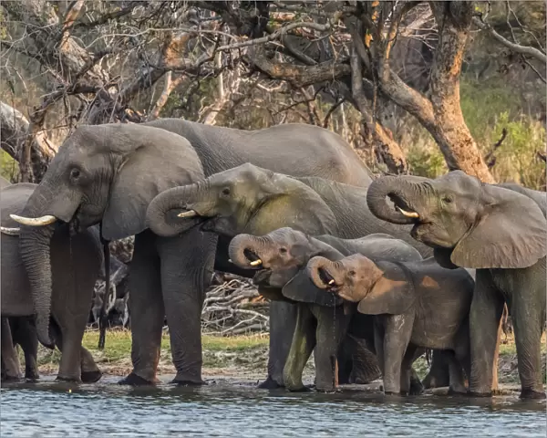 A herd of African bush elephants (Loxodonta africana) on the upper Zambezi River