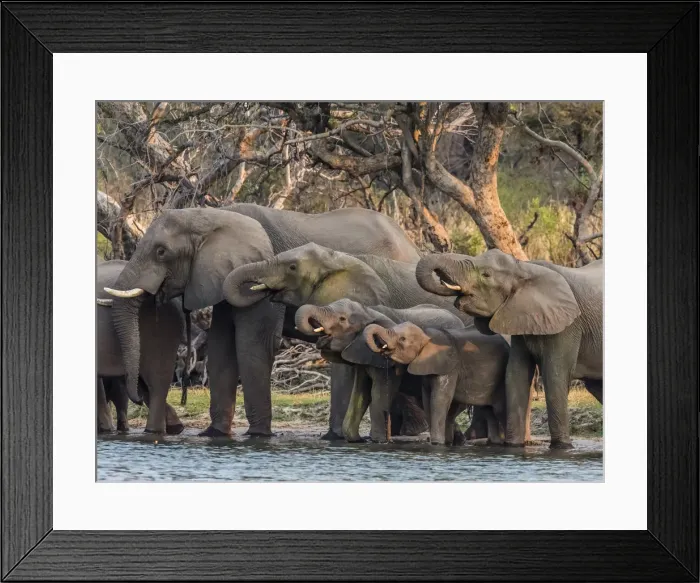 Framed Print : A herd of African bush elephants (Loxodonta africana) on the upper Zambezi River Framed Print : A herd of African bush elephants (Loxodonta africana) on the upper Zambezi River