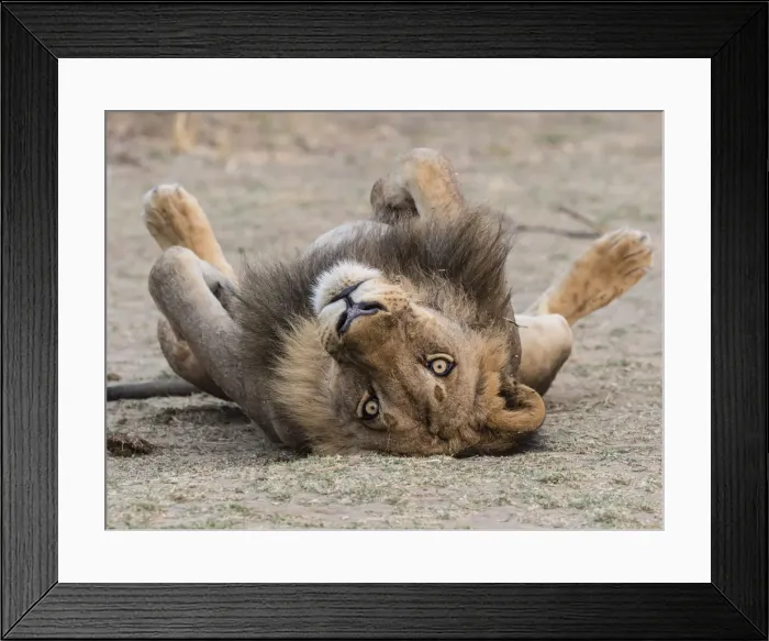 Framed Print : An adult male lion (Panthera leo), South Luangwa National Park, Zambia, Africa Framed Print : An adult male lion (Panthera leo), South Luangwa National Park, Zambia, Africa