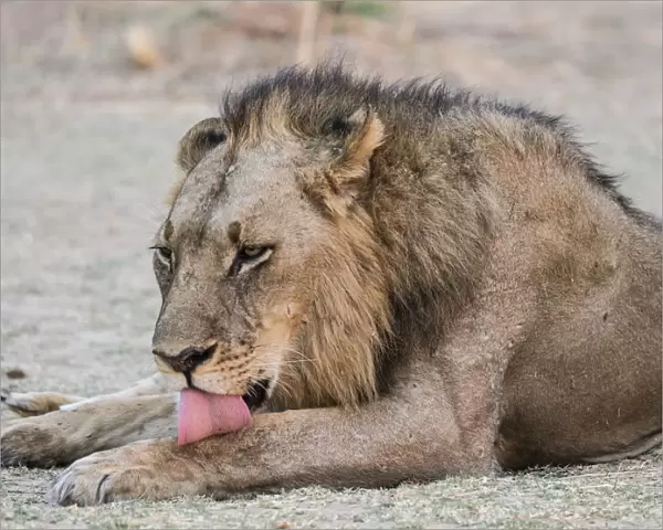 An adult male lion (Panthera leo), South Luangwa National Park, Zambia, Africa