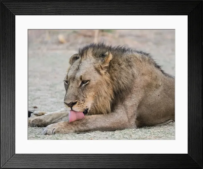 Framed Print : An adult male lion (Panthera leo), South Luangwa National Park, Zambia, Africa Framed Print : An adult male lion (Panthera leo), South Luangwa National Park, Zambia, Africa