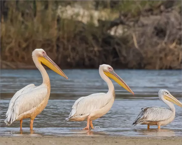 Adult great white pelicans (Pelecanus onocrotalus), on the Zambezi River, Mosi-oa-Tunya