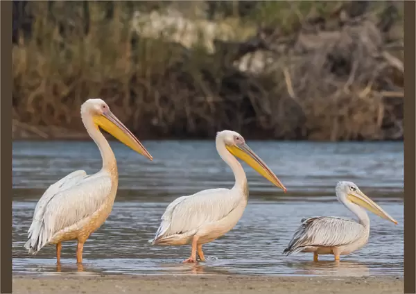 Adult great white pelicans (Pelecanus onocrotalus), on the Zambezi River, Mosi-oa-Tunya